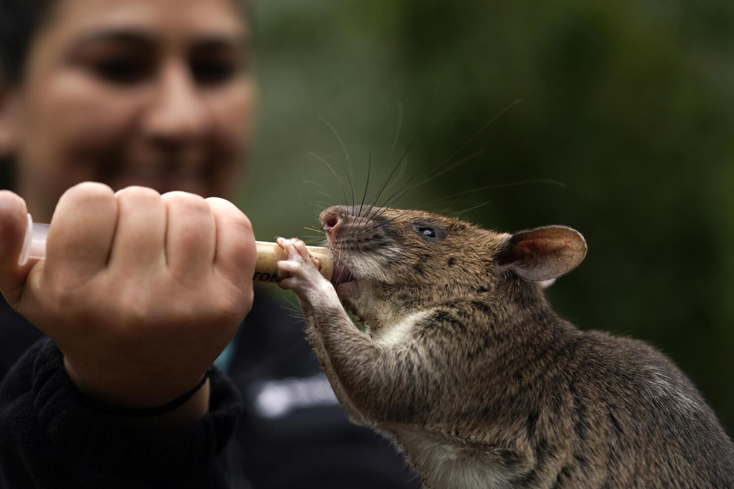 流行 off show ambassadors Rat abilities wildlife humans, help to ジャケット・アウター